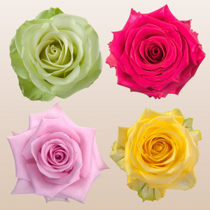 Rose Assorted Bright PK100